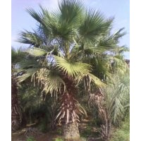 供應(yīng)華棕（老人葵）井框苗
