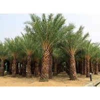 中東海棗小苗批發(fā)