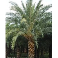 福建中東海棗1米高脫桿，2米高脫桿，3米高脫桿的價(jià)格