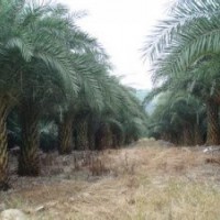 中東海棗（銀海棗）