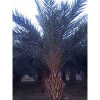 中東海棗 銀海棗