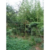 萊州信合園藝供應(yīng)金鑲玉竹