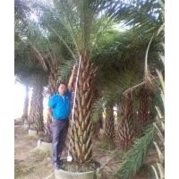 供應(yīng)中東海棗（銀海棗）井框苗