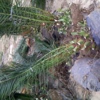 供應(yīng)加拿利海棗袋苗