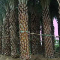 福建銀海棗脫桿1米，2米，3米，4米高的價格