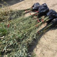 剛竹紫竹早園竹羅漢竹箬竹毛竹青竹竹子