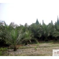 出售成都苗圃加拿利海棗 綠化用苗