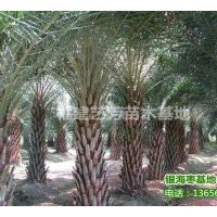 供應銀海棗，中東海棗