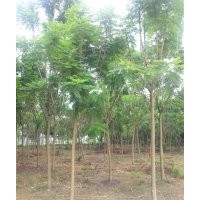 藍(lán)花楹，藍(lán)花楹價格