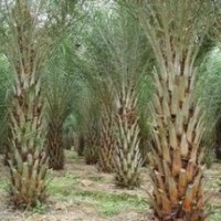 銀海棗 福建銀海棗 中東海棗 福建中東海棗