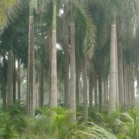 供應(yīng)大王椰子價格 大王椰子供應(yīng)商