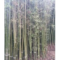 小竹苗價(jià)格 金鑲玉竹價(jià)格 青竹價(jià)格