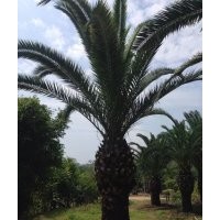 加拿利海棗 加納利海棗 加拿利海棗樹