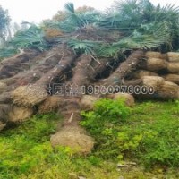 哪里能買到質(zhì)量好的棕櫚苗？