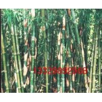 供窩竹、紫竹、斑竹等觀賞和造林用竹苗