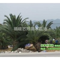 供應(yīng)加拿利海棗