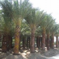 供應(yīng)中東海棗價格 中東海棗供應(yīng)商