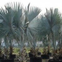 供應(yīng)霸王棕價格 霸王棕供應(yīng)商