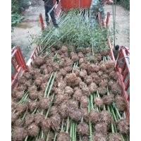 剛竹、紫竹基地1-4公分100萬供應(yīng)，2公分剛竹2.2元上車