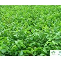 高品質(zhì)核桃苗、成年銀杏、銀杏苗、柏樹