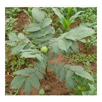 側(cè)柏苗 刺槐苗 黑棗苗 杏樹苗等各種綠化苗木 果樹果苗