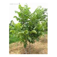 供應(yīng)成品3年矮化蘋果苗 海棠苗