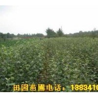 供應(yīng)優(yōu)質(zhì)蘋(píng)果苗