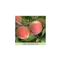 供應(yīng)桃樹 桃樹批發(fā)