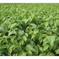 【供應嫁接核桃苗】【運城核桃苗】【產(chǎn)地核桃苗】【核桃苗價格】