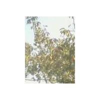 供應蘋果樹 桃樹 杏樹 柿子樹 棗樹 山楂樹 李子樹