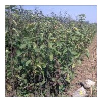 大量供應(yīng)梨樹苗