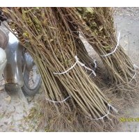 石榴苗【果石榴?；ㄊ衩纭?/></a>
<div><a href=