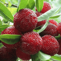 供應(yīng)廣西楊梅苗 東魁楊梅苗 楊梅 玉林楊梅樹