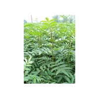 出售低價(jià)花椒苗 大紅袍花椒苗價(jià)格優(yōu)惠