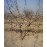 山楂樹(shù)；蘋(píng)果樹(shù)；山杏小苗；核桃樹(shù)；核桃苗；杏樹(shù)；梨樹(shù)；桃樹(shù)