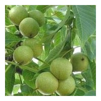 大量供應核桃苗