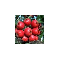 各種經(jīng)濟(jì)苗 綠化苗 核桃苗 山楂苗 柿子苗