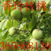 香玲核桃苗，山東香玲核桃苗基地