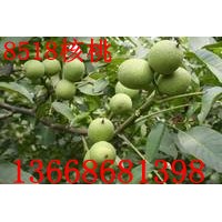 早實高產(chǎn)8518核桃苗，8518核桃苗基地