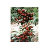 供應(yīng)鈣果苗 中華鈣果苗