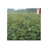 花椒苗/山西花椒苗/大紅袍花椒苗/花椒苗
