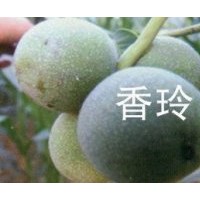 薄皮核桃苗 山楂苗 果樹小苗 梨樹苗 杏樹苗