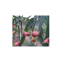 供應(yīng)中國火龍果苗價格 廣西火龍果種植園 玉林仙蜜果苗