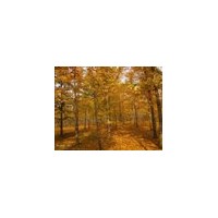 專業(yè)供應(yīng)1-80公分銀杏苗木 需要的請(qǐng)聯(lián)系