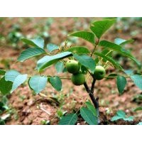 供應(yīng)山西核桃苗 核桃苗嫁接技術(shù)