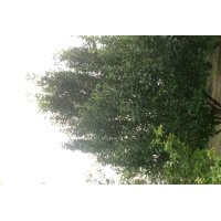 供應(yīng)極品海棠樹