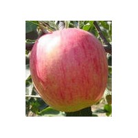 供油桃苗 蘋果苗 梨樹苗 石榴苗 板栗苗等