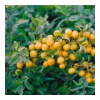 大量供應各種規(guī)格鈣果苗