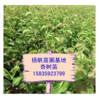 供應(yīng)杏樹苗、杏樹實生苗、杏樹成品苗，山西杏樹苗
