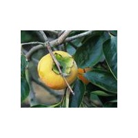 供應(yīng)柿子苗